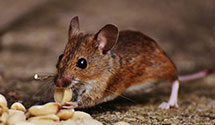 24 Hour & Emergency Exterminators in Beauty, KY